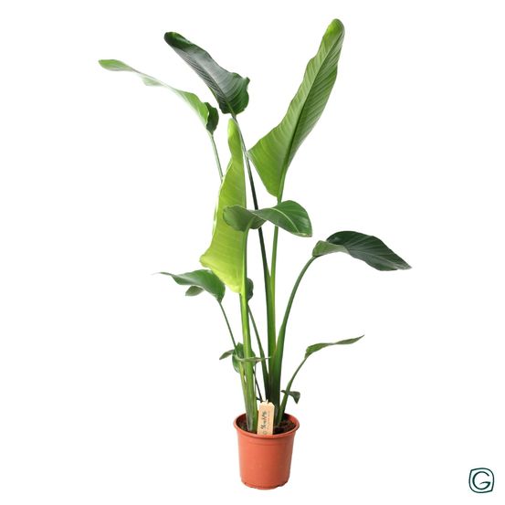 Strelitzia nicolai - ø21cm - ↕100cm - plantes d'intérieur