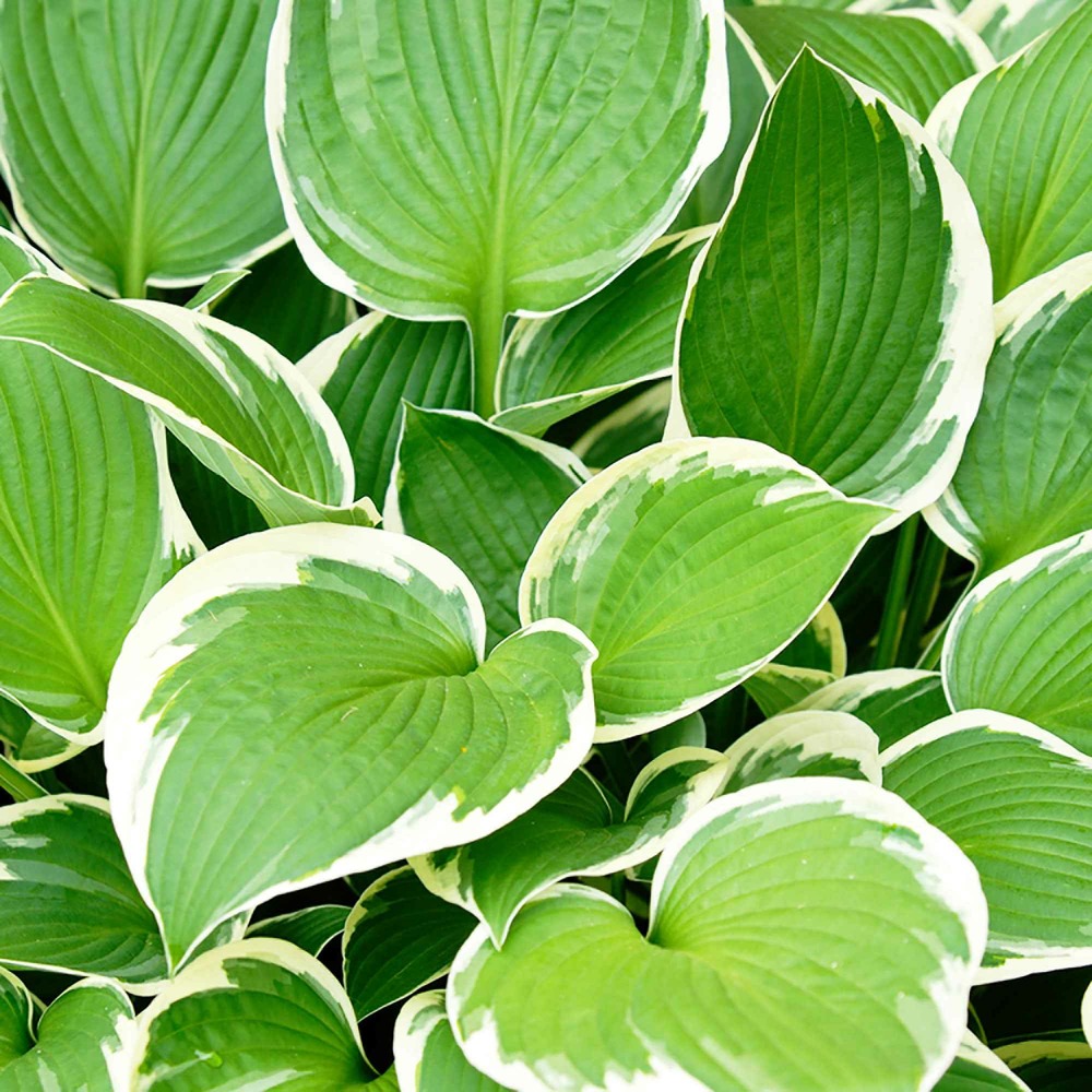 Hosta patriot - le pot / ø 9cm