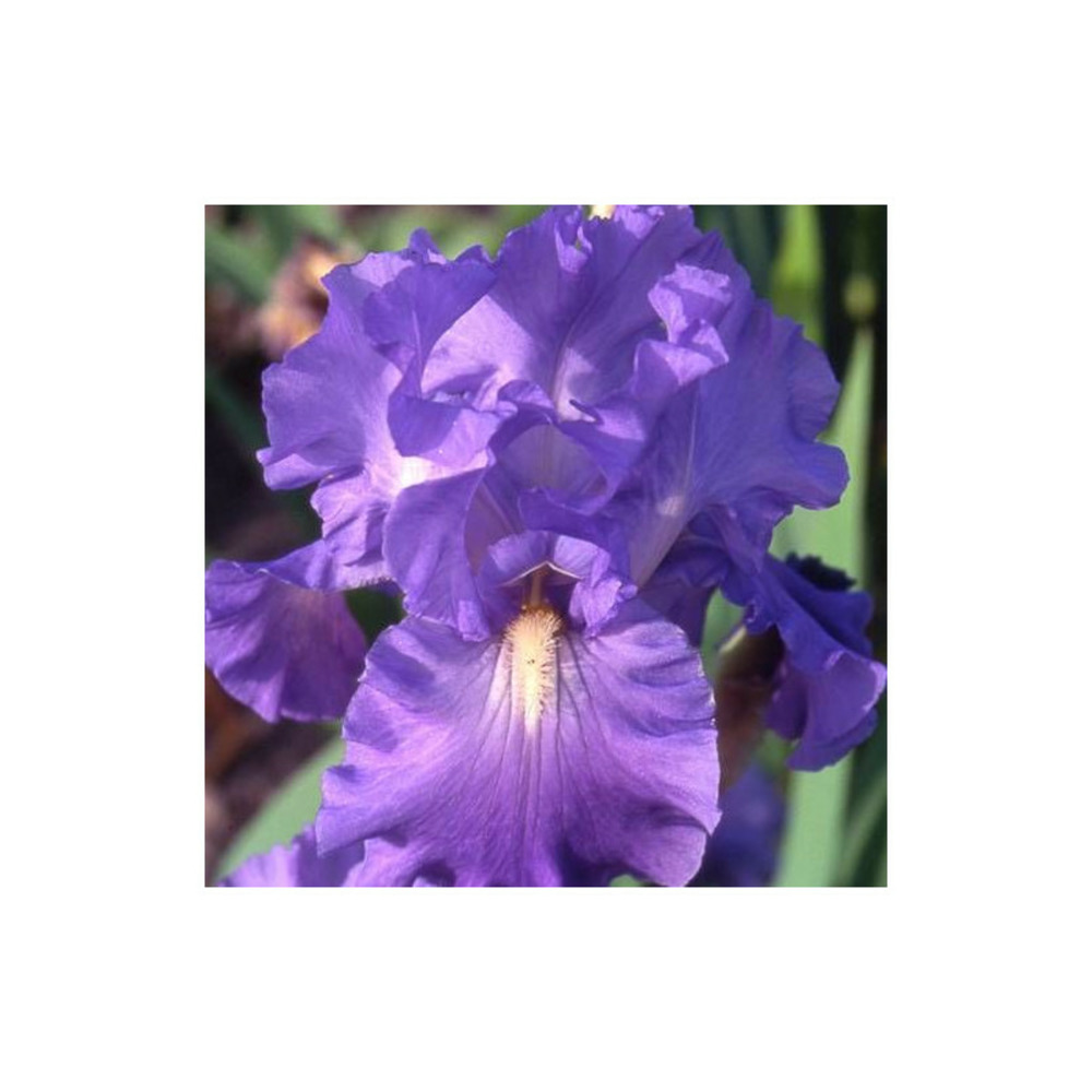 Iris des jardins victoria falls godet - 5/20 cm