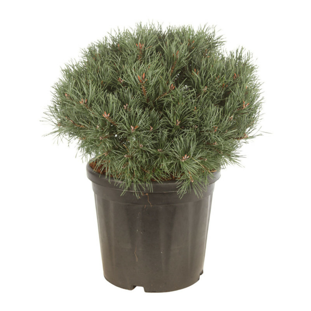 Pin sylvestre 'martham' pot 18l 40/50cm - pinus sylvestris martham