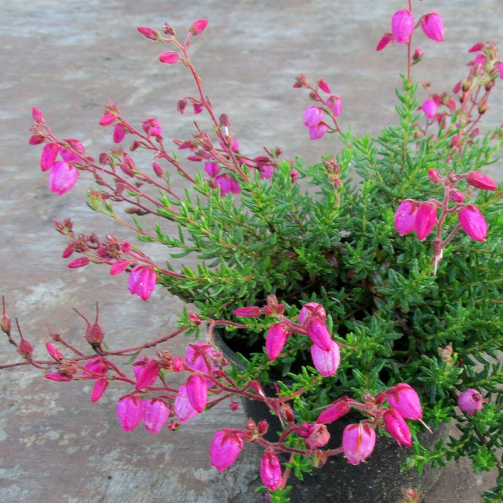 Bruyère d'irlande, bruyère de saint-daboec 'cupido' pot de 12 cm / 13 cm