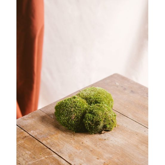 Sachet de mousses boules - terrariums - 12 mousses