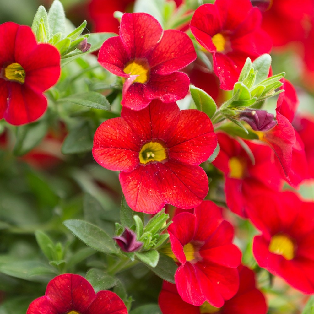 Mini-pétunia rouges - le pot / ø 10,5cm, vendu par lot de 2