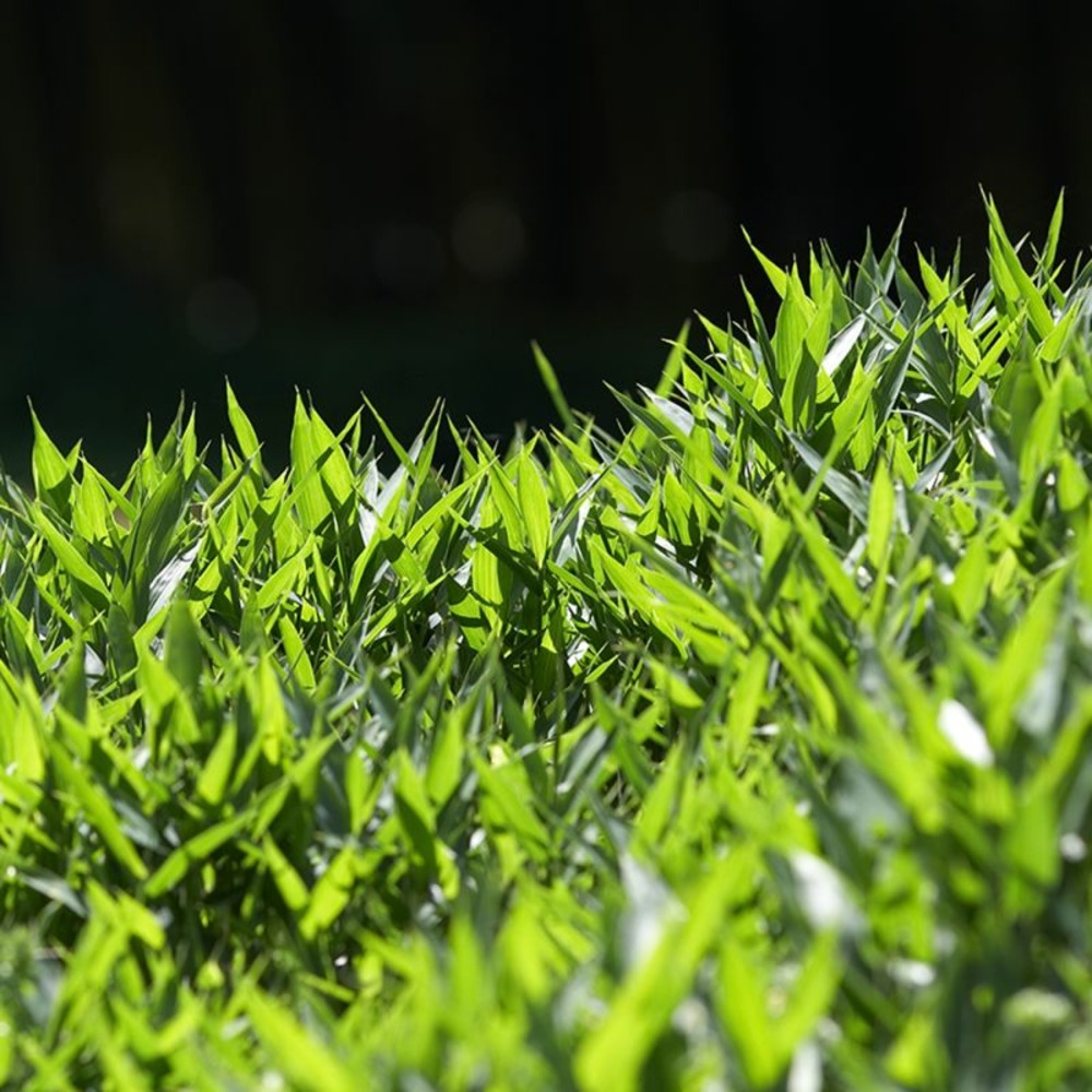 Bambou nain 'pumilus' (pleioblastus argenteostriatus 'pumilus')