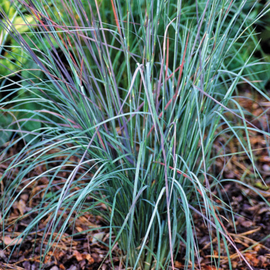 Schizachyrium prairies blues lot de 5 godets