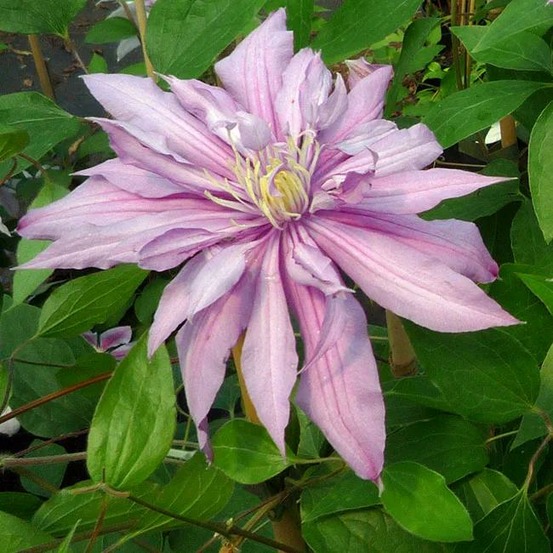 Clématite 'mrs spencer castle' - clematis 3l - 60/90cm