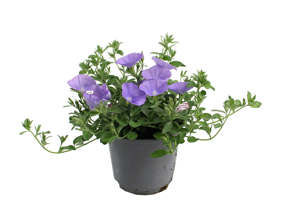 Convolvulus sabatius pot 10,5 cm