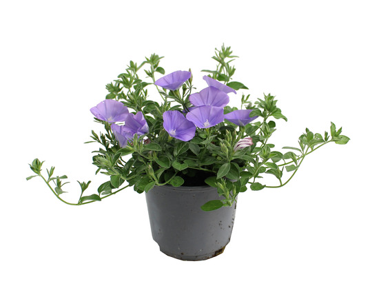 Convolvulus sabatius pot 10,5 cm