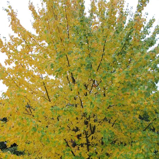 Érable rouge scanlon, acer rubrum pot de 15l - baliveau