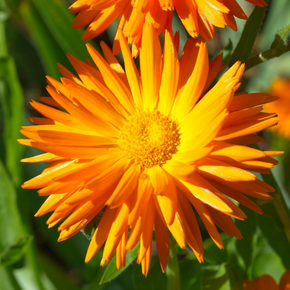 Souci des jardins 'porcupine' le sachet de 100 graines environ (0,8g)