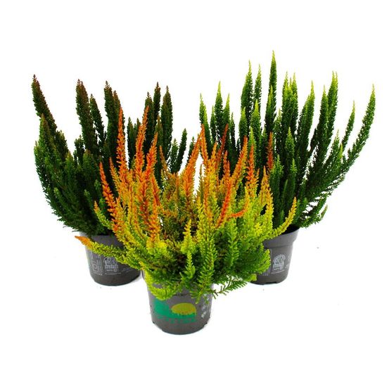 Calluna green nature - bruyère à balai verte - résistante au froid - pot de 11cm - set de 3 différentes plantes. Plantes