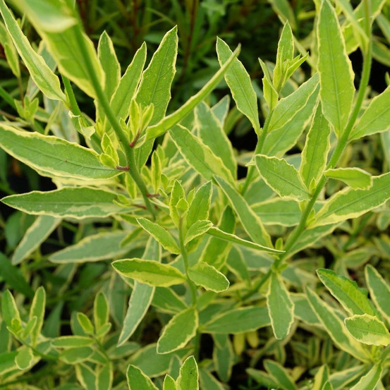 Gaura corrie's gold lot de 5 godets