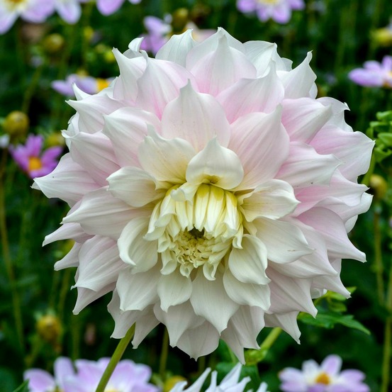 Dahlia géant décoratif 'gitts perfection' bulbe calibre i
