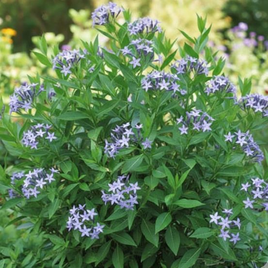 Amsonie blue ice lot de 3 godets
