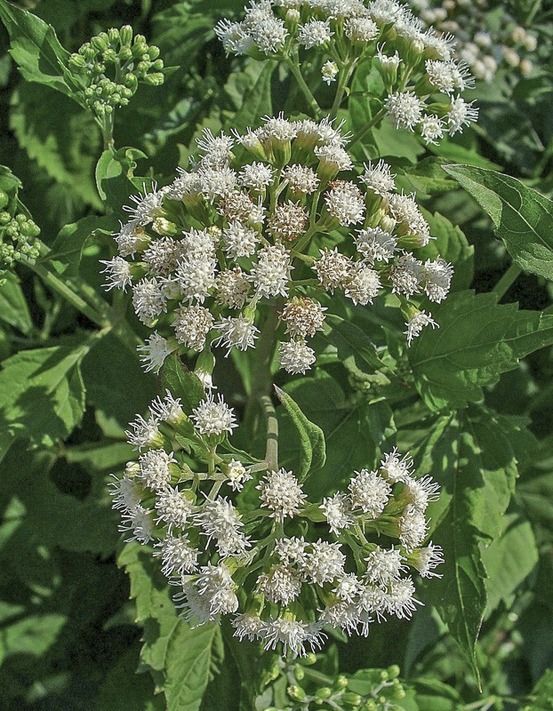 Eupatoire à feuilles molles godet de 8/9 cm
