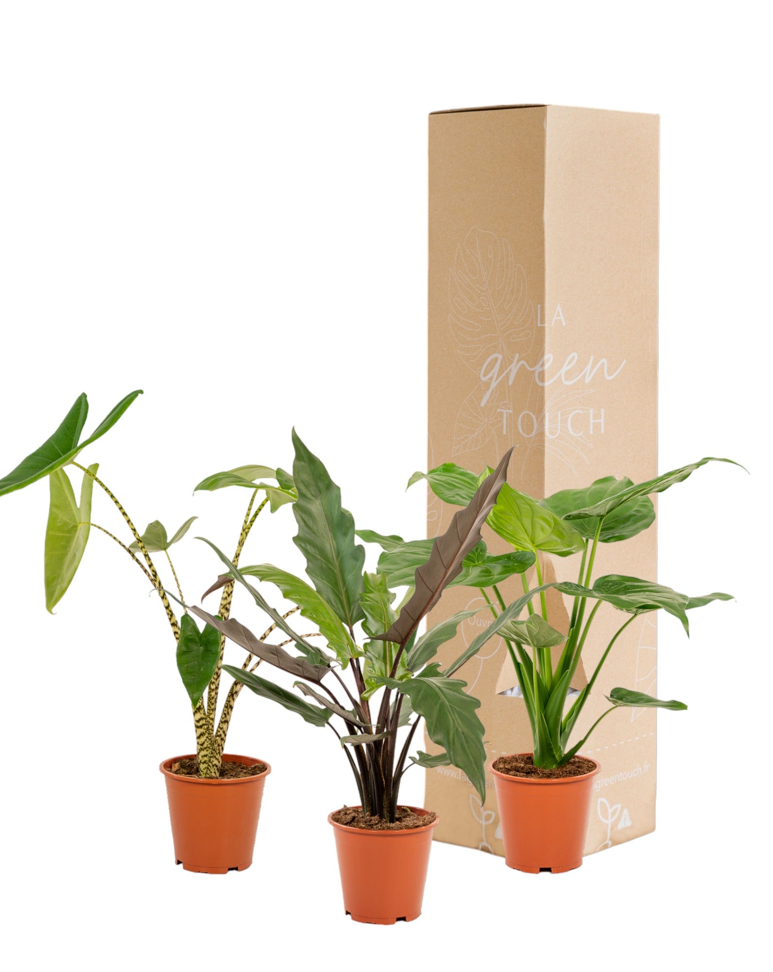 Plante d'intérieur - coffret cadeau alocasia - lot de 3 plantes 80cm