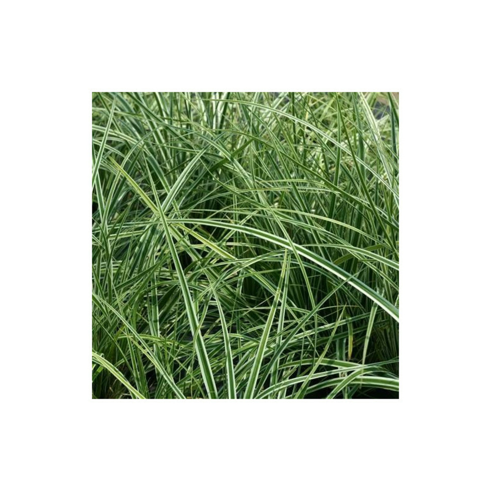 Laîche d'oshima fiwhite® lot de 5 godets