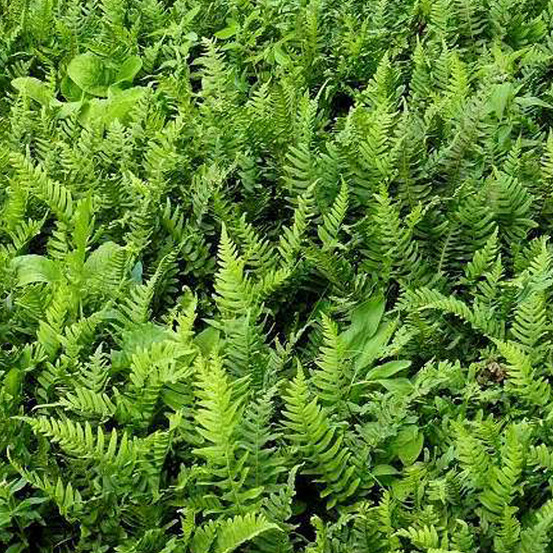 6 x polypode commun - polypodium vulgare - godet 9cm x 9cm