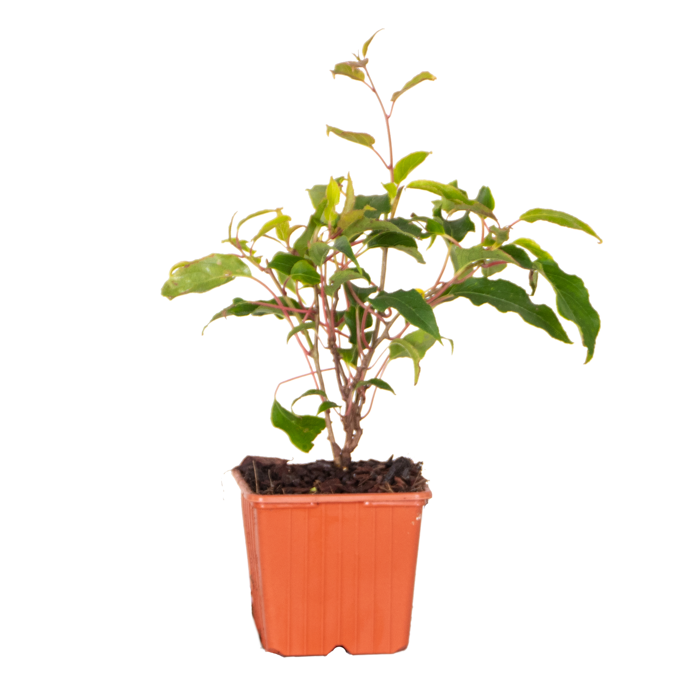 Actinidia 'ananasnaya' - plante d'extérieur - rustique - arbuste persistant - ⌀9 - ↕25 cm