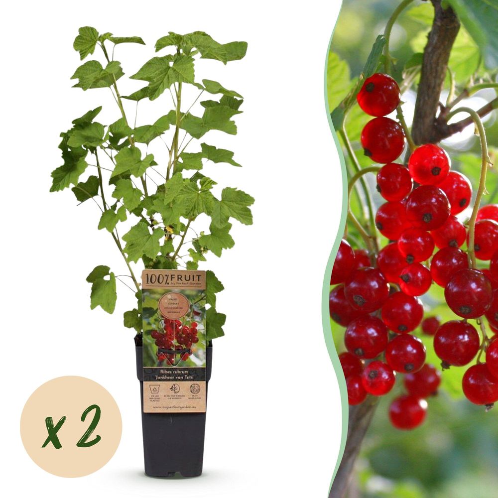 Groseillier 'jonkheer van tets' - pot 15 cm - hauteur 50 cm
