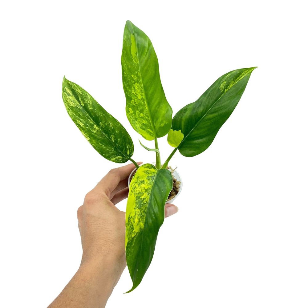 Calathea ornata sanderiana ø17cm - ↕40 - 50cm - plantes d'intérieur
