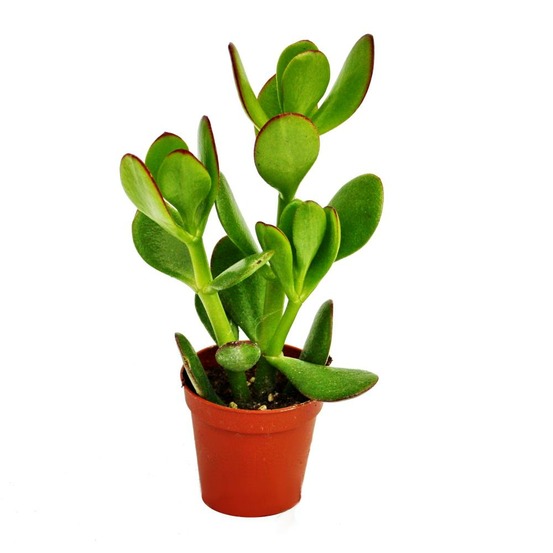 Crassula portulacea - arbre à argent - en pot de 5,5cm
