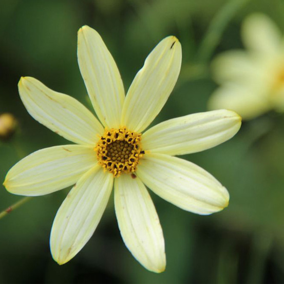 6 x coréopsis à feuilles en aiguilles - coreopsis verticillata 'moonbeam' - godet 9cm x 9cm