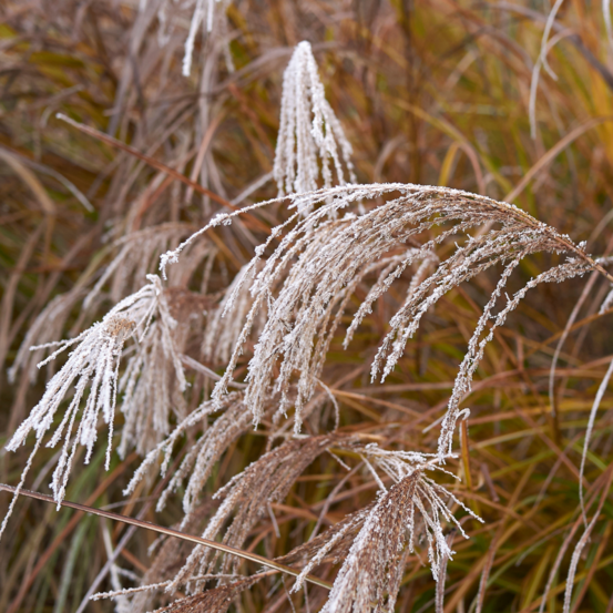 Roseau de chine silver cloud - miscanthus sinensis silver cloud 40/50 cm pot 3l