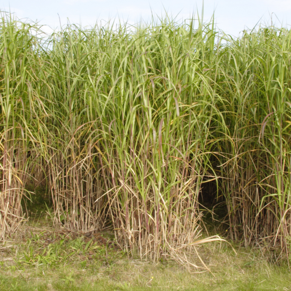 Miscanthus géant - miscanthus giganteus 100 cm pot 3l