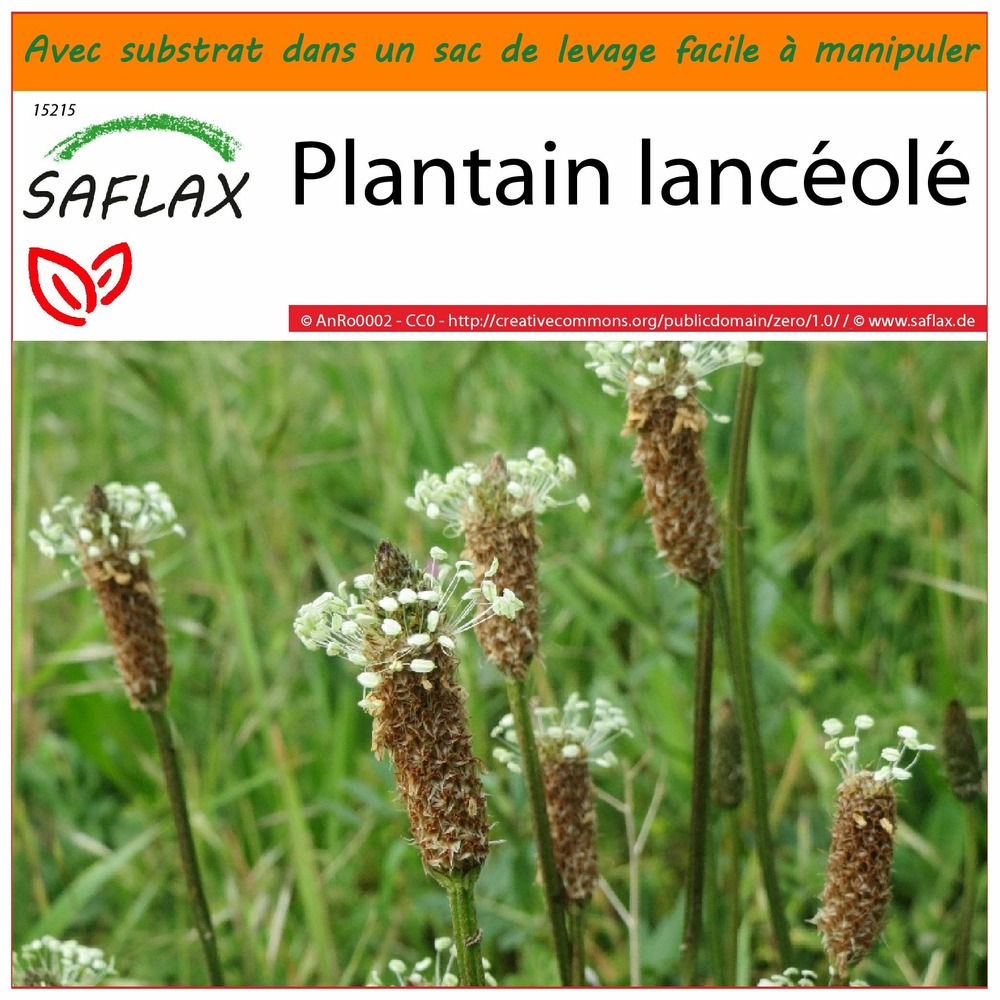 Garden in the bag - plantain lancéolé - 100 graines - plantago lanceolata