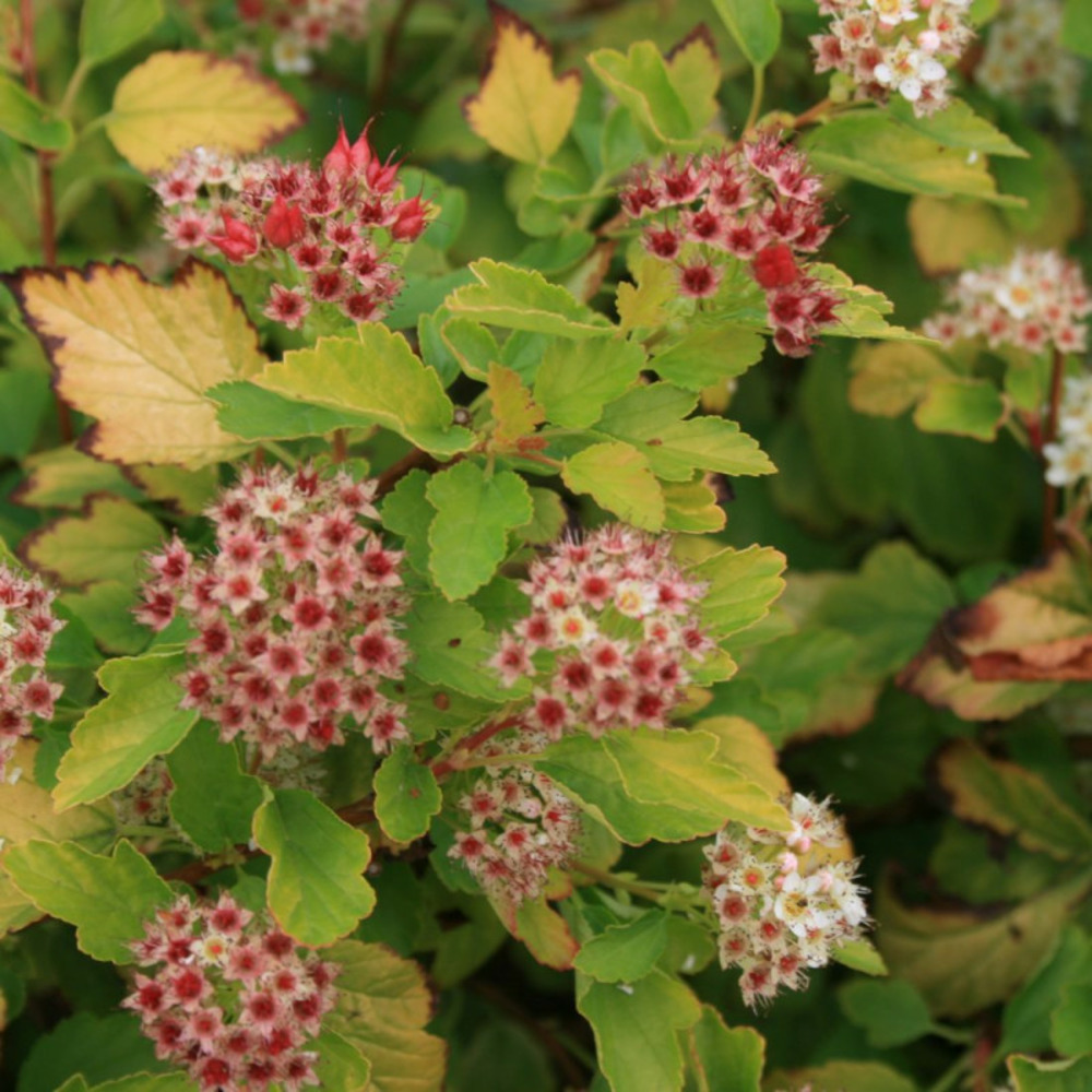 Physocarpus raspberry lemonade® 'zleyel2', physocarpe pot de 1,5l - 20/40 cm