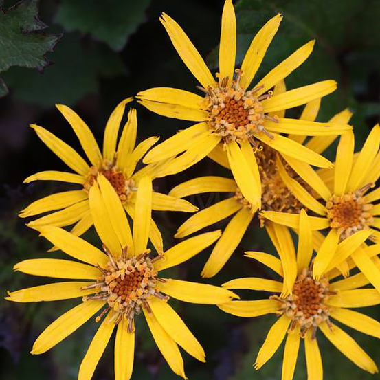 Ligulaire 'golden ray' pot de 2l/3l