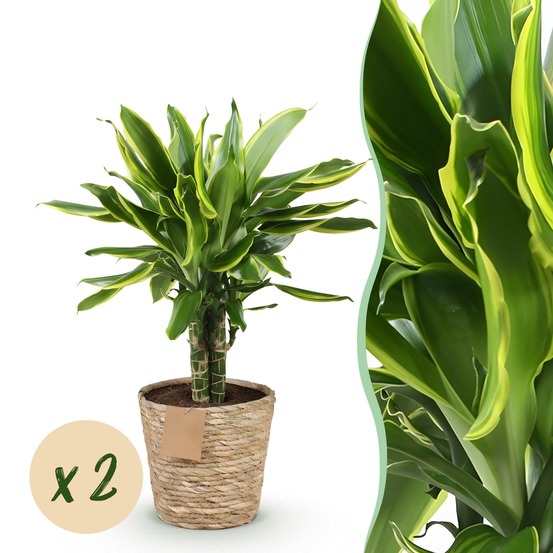Dracaena golden coast – lot de 2 – hauteur 50-55 cm