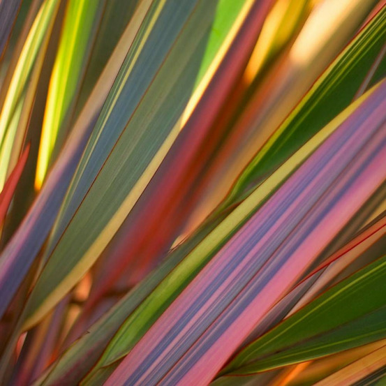 Lin de nouvelle-zélande sundowner, phormium pot de 4l - 20/40 cm