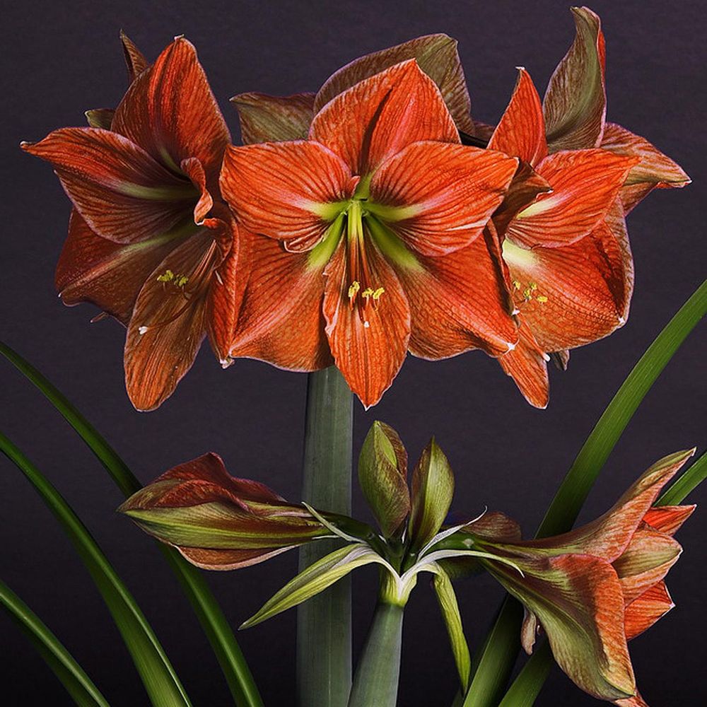 Amaryllis 'terra cotta' bulbe calibre 26/28
