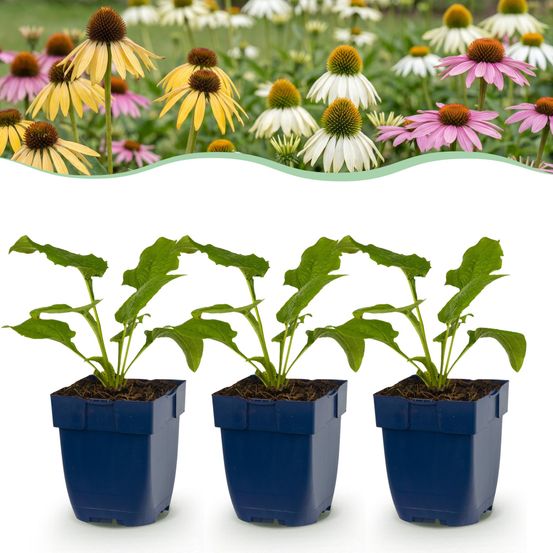 Mélange d'échinacées tricolour - lot de 6 - h 15-25 cm, pot ø11 cm