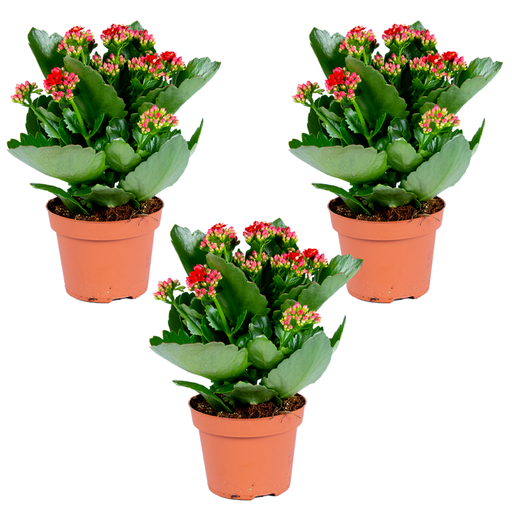 Kalanchoe - rouge lot de 3-plante d'extérieur et intérieur en pot de culture ⌀12 cm-↕25-30 cm