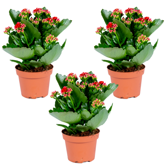 Kalanchoe - rouge lot de 3-plante d'extérieur et intérieur en pot de culture ⌀12 cm-↕25-30 cm