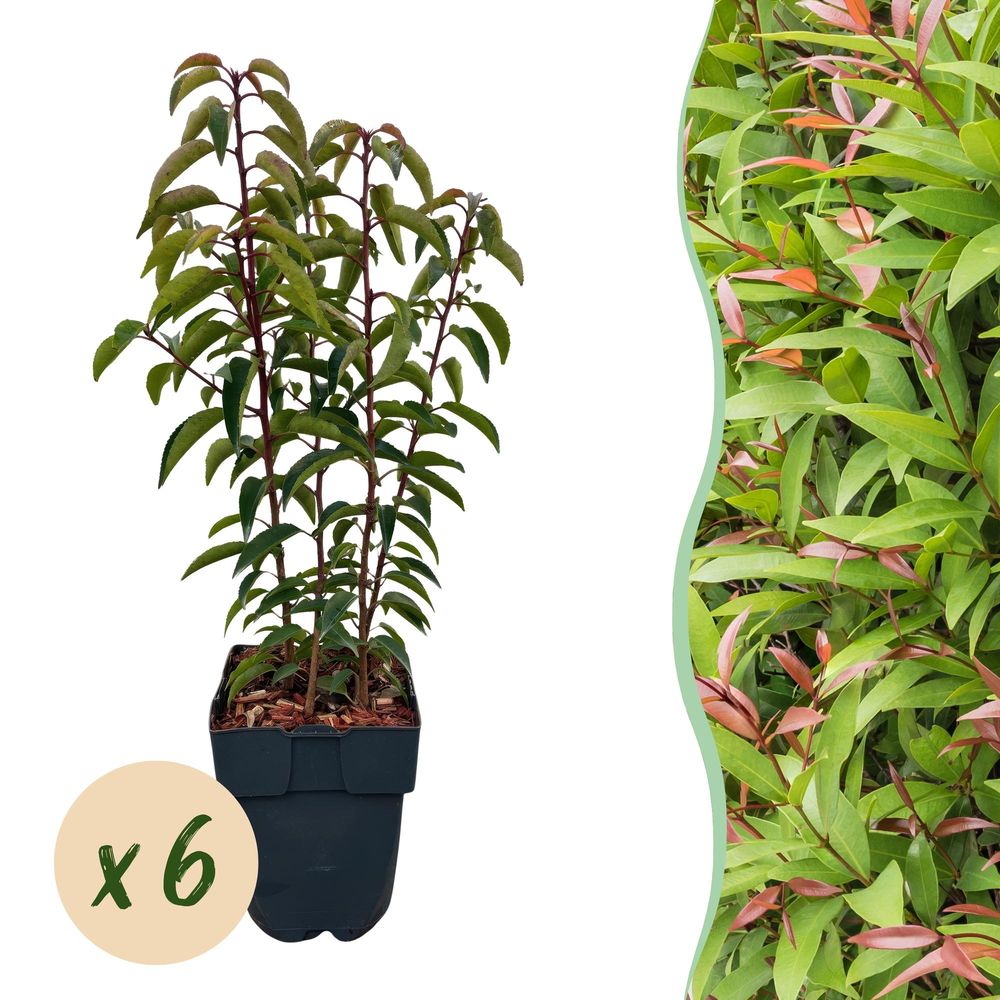 Laurier du portugal angustifolia - pot 17 cm - hauteur 50 cm
