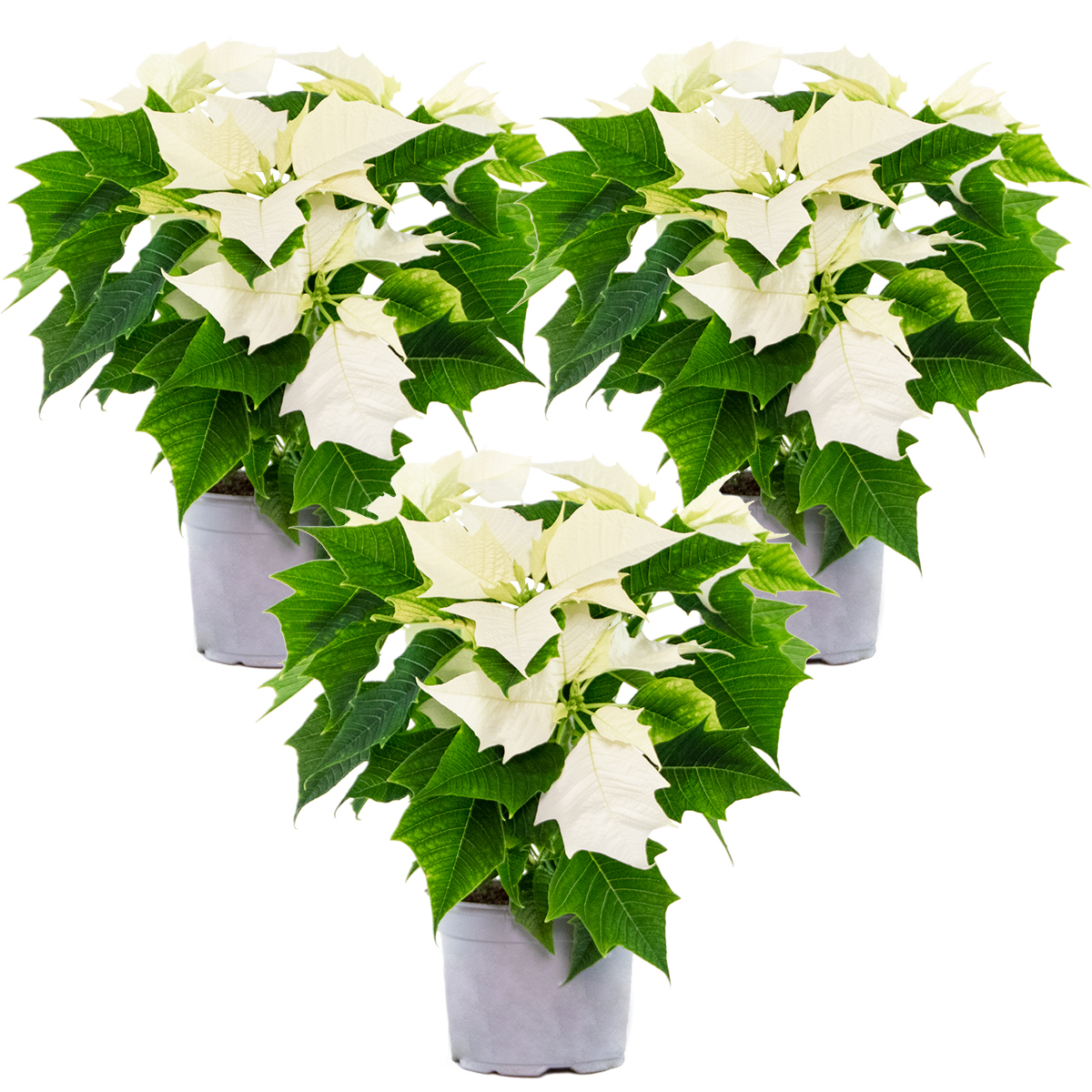 Fleurs de noël - poinsettia - plante d'appartement - blanche - par 3 pièces - ⌀10,5 cm - ↕ 35 cm