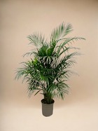 Plante d'intérieur - dypsis lutescens (areca palmier) 160 cm - ø24 160cm