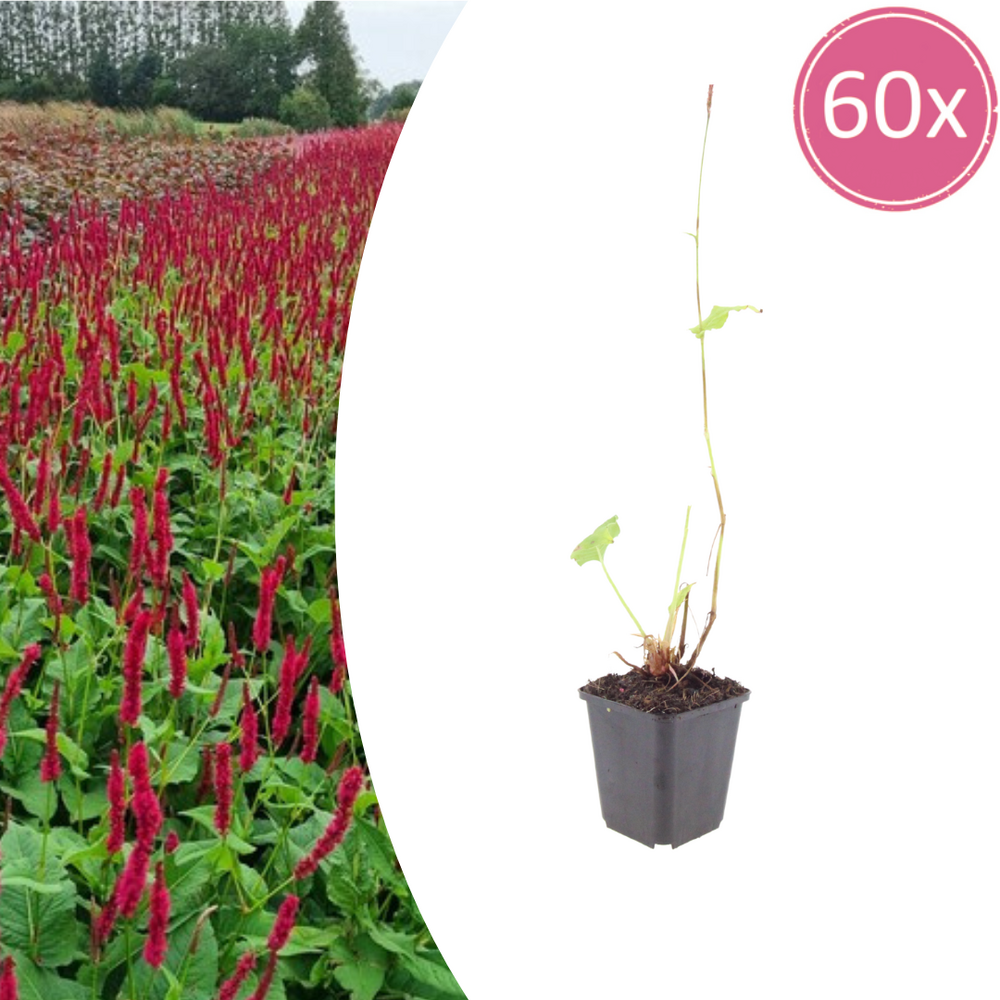 Lot de 24 - renouée rouge (persicaria amplexicaulis) 'blackfield'