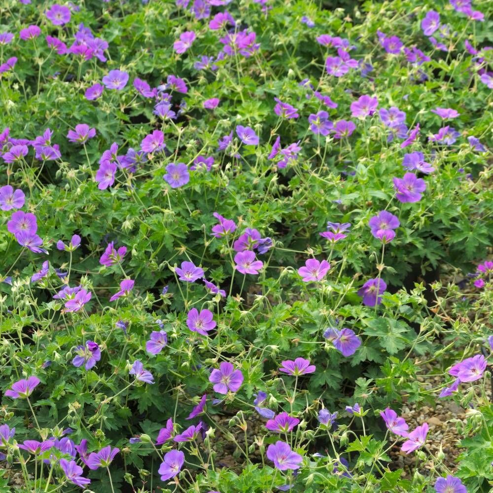 Géranium vivace rozanne® 'gerwat' - prêt à planter pot de 2 litres - 20/40 cm