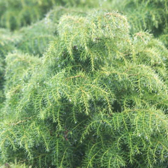 Cèdre du japon elegans viridis, cryptomeria pot de 3l - 20/40 cm