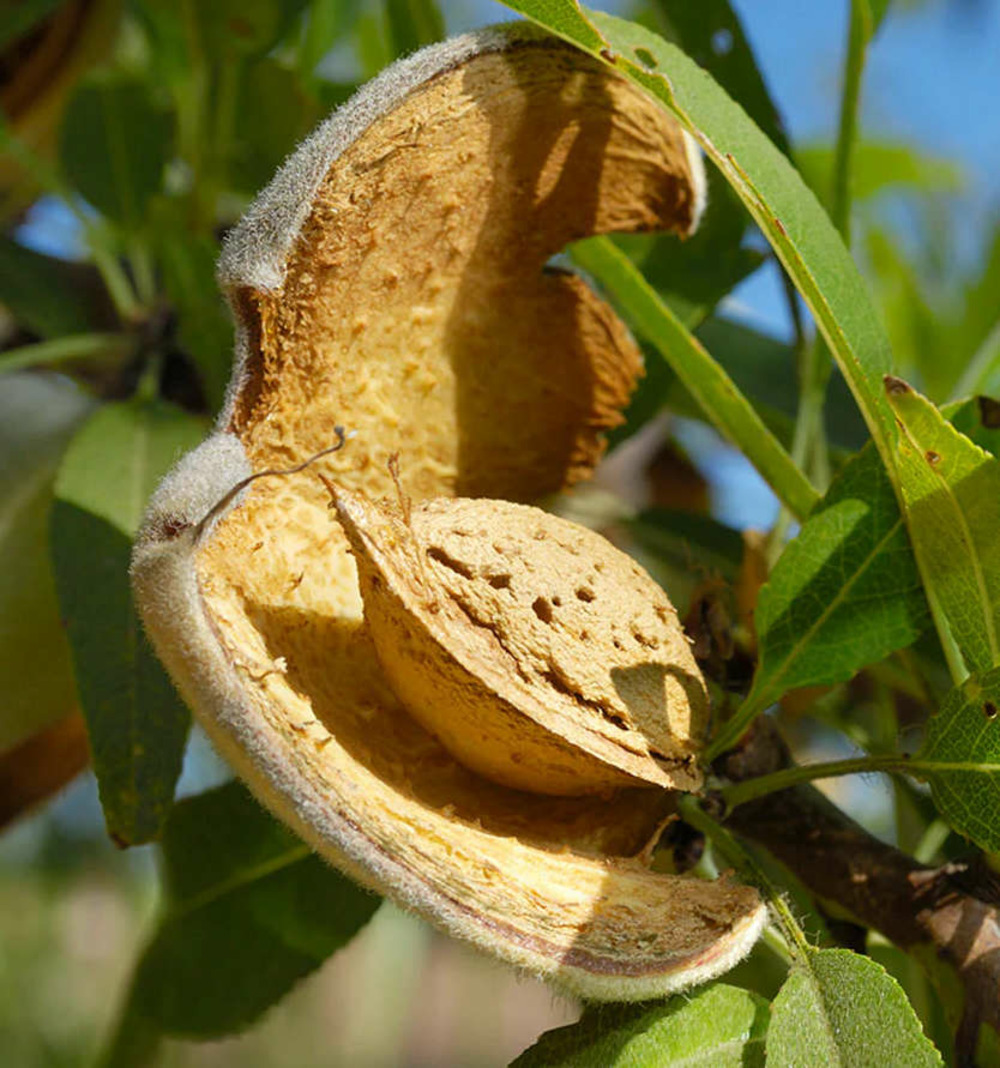 Prunus dulcis var. Lauranne (amandier super productif, floraison tardive) pot de 9 litres -140/160 cm