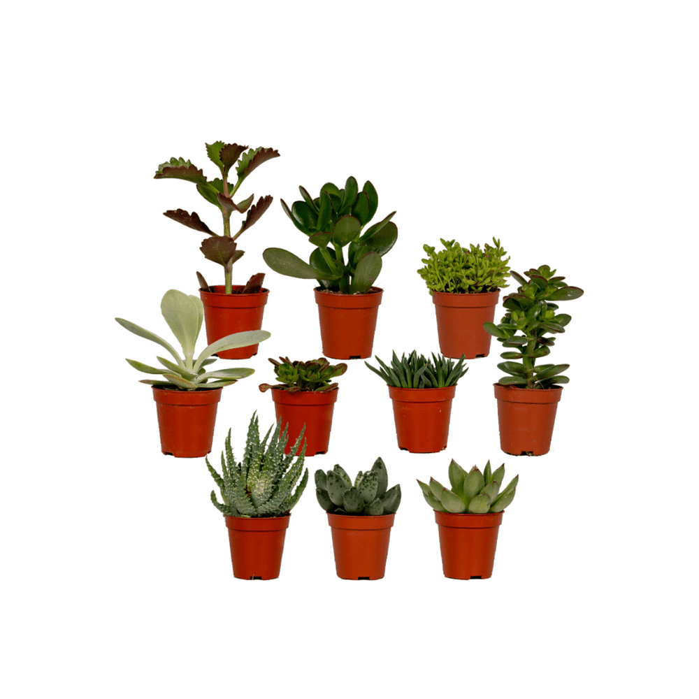 Succulent mix - 10 pièces - ø5,5cm - ↕7cm - plantes d'intérieur