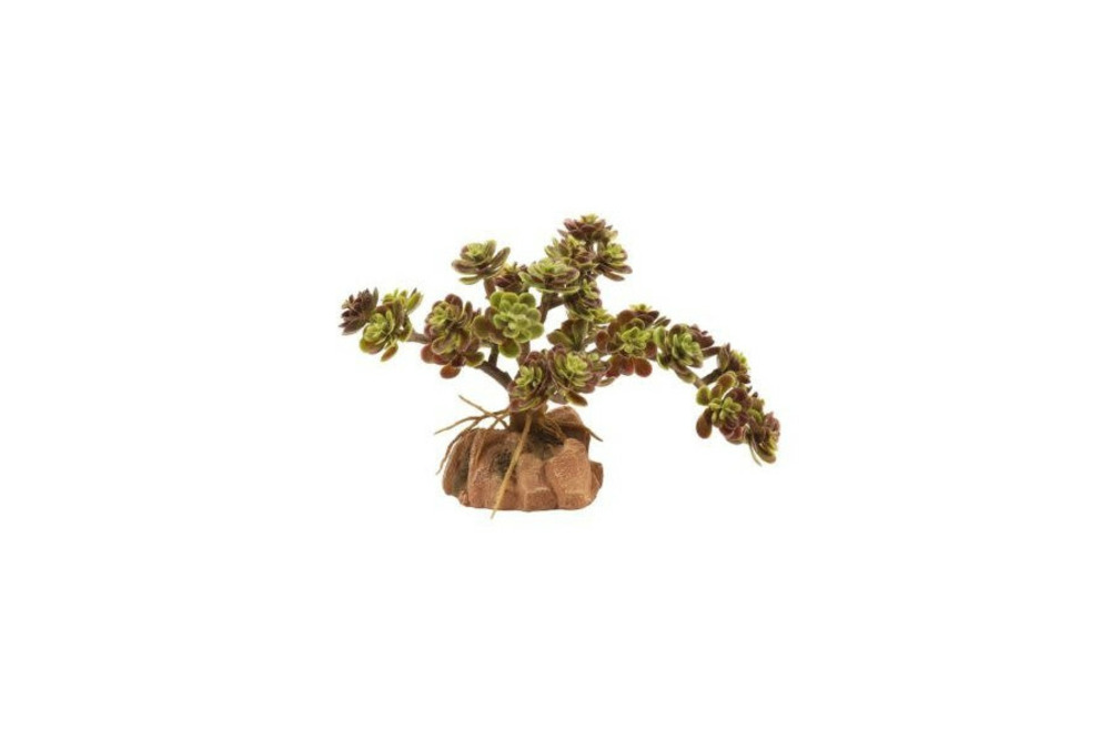 Naturalistic desert flora - red leaf stonecrop - décor pour terrarium