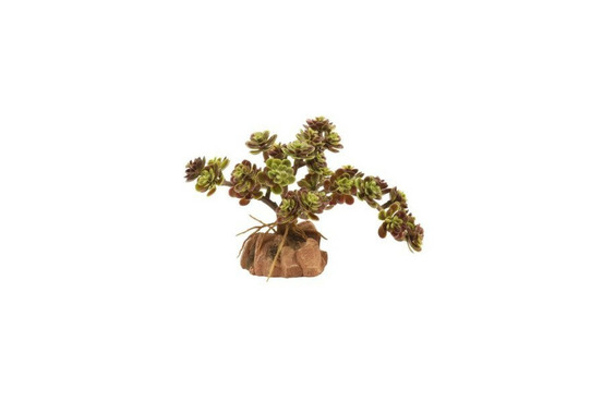 Naturalistic desert flora - red leaf stonecrop - décor pour terrarium