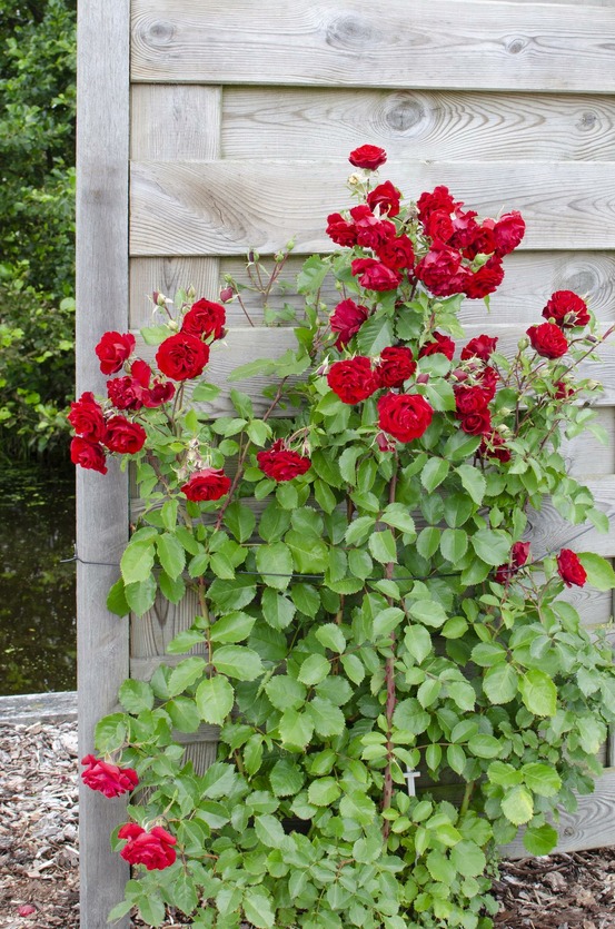Lot de 3 - rosa crazy in love 'rouge' - h65 cm - ø15 cm
