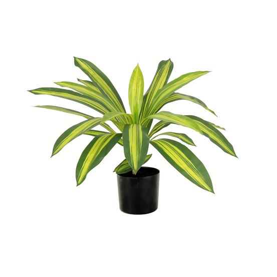 Dracena artificiel 50cm